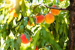 What Should I Do With All These Peaches?