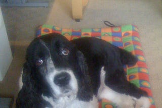 Franklin, the author’s dog resting on a colorful bed.