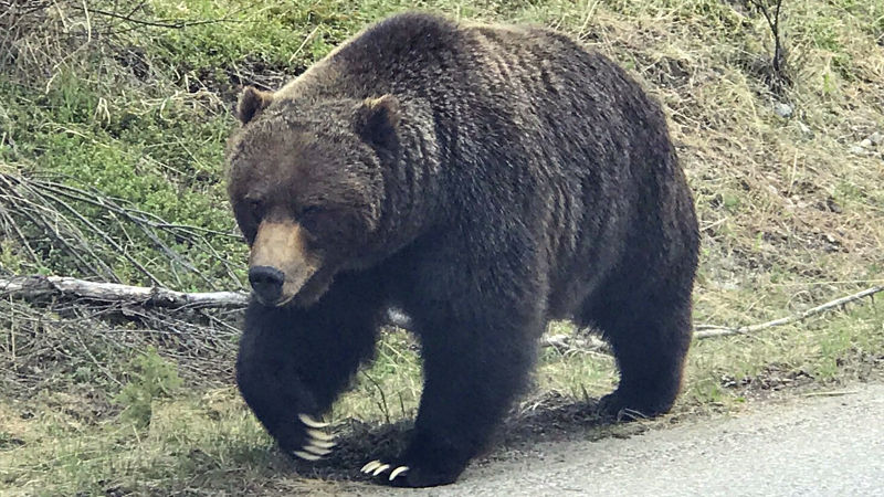 バカ「ヒグマには勝てねーけどツキノワグマには勝てるよｗ」ワイ「あのさぁ…」