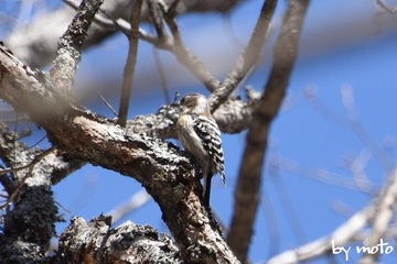 20230320コゲラ（小啄木鳥：キツツキ目キツツキ科アカゲラ属）DSC_1764.jpg