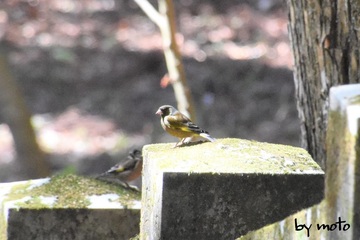 20230410カワラヒワ（河原鶸：スズメ目アトリ科ヒワ属）DSC_1085.jpg