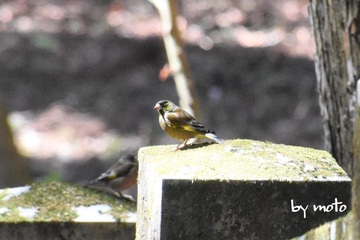 20230410カワラヒワ（河原鶸：スズメ目アトリ科ヒワ属）DSC_1086.jpg