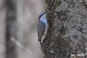 20230410ゴジュウカラ（五十雀：スズメ目ゴジュウカラ科ゴジュウカラ属）DSC_1298.jpg