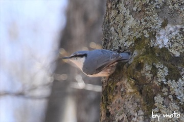 20230410ゴジュウカラ（五十雀：スズメ目ゴジュウカラ科ゴジュウカラ属）DSC_1304.jpg