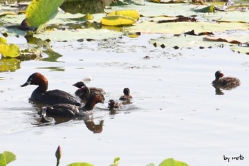 20240620カイツブリ（鳰：カイツブリ目カイツブリ科カイツブリ属）DSC_0300.JPG