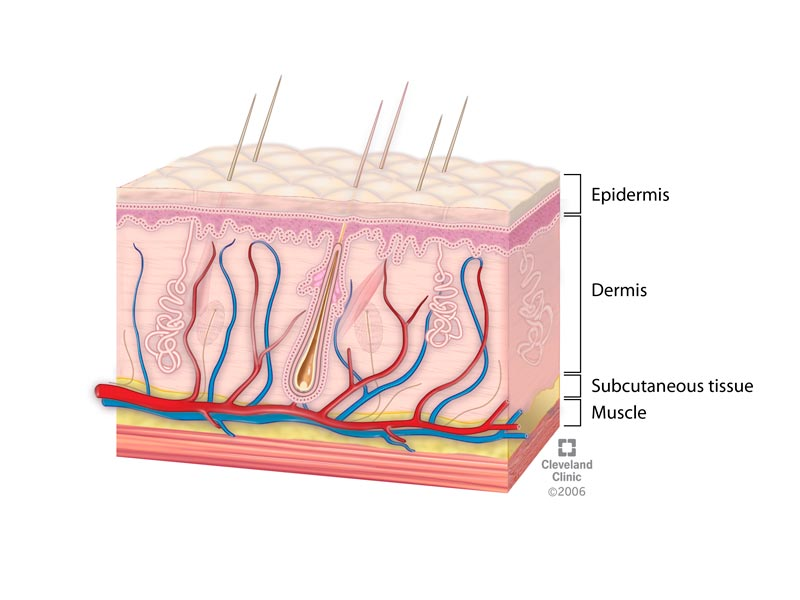 layers of the skin