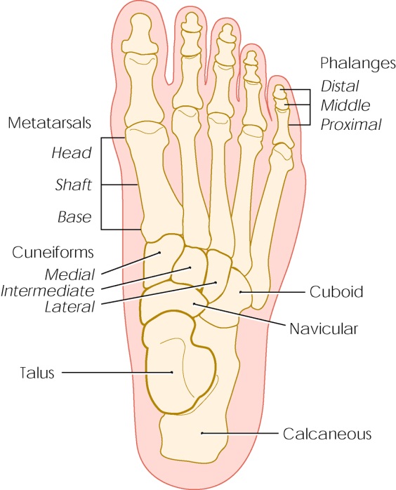 Bones of the foot, including the metatarsals, phalanges (toes) and calcaneus (heel).