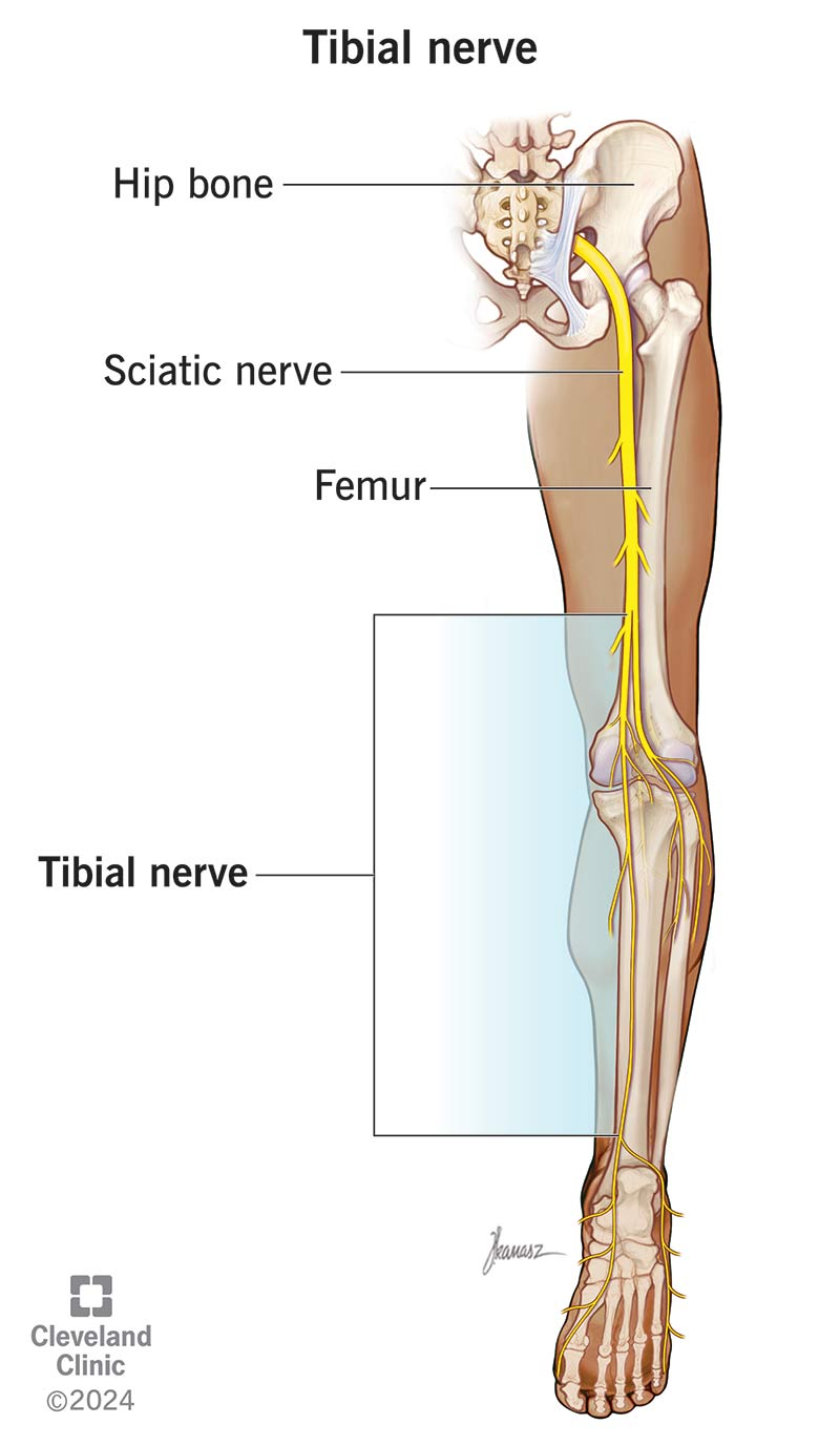 Location of tibial nerve in the lower leg starting above the knee and extending down to the foot