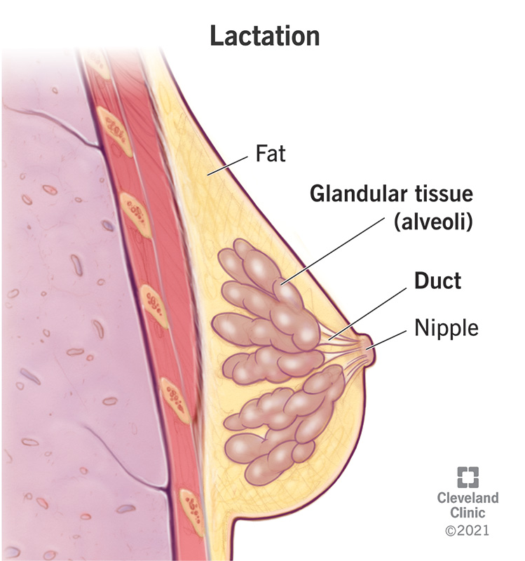 Diagram of a person's mammary glands showing all the parts involved in lactation.