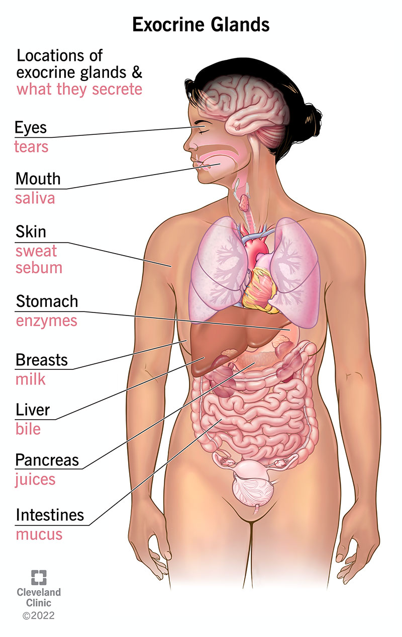 Your exocrine glands secrete sweat, tears, saliva and other substances through ducts located in organs throughout your body.