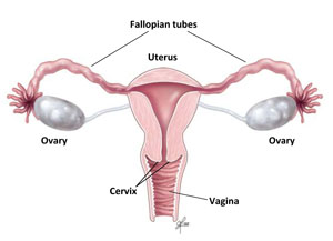 Female Reproductive Organs