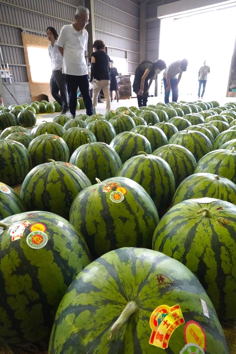 集荷された大山スイカを品定めする客ら＝2024年7月19日午前9時14分、兵庫県丹波篠山市一印谷で