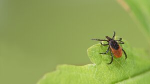 Tick-borne diseases like Lyme disease and babesiosis are spreading in the U.S.