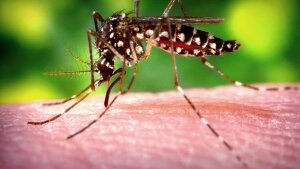 A female Aedes aegypti mosquito, the species that transmits dengue, draws blood meal from a human host.