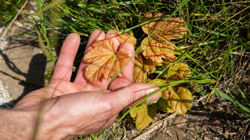 Gary Pickles, Hadrian’s Wall Path National Trail Ranger inspects the Sycamore Gap tree shoots that have appeared recently. 31.07.24 Picture: Jason Lock