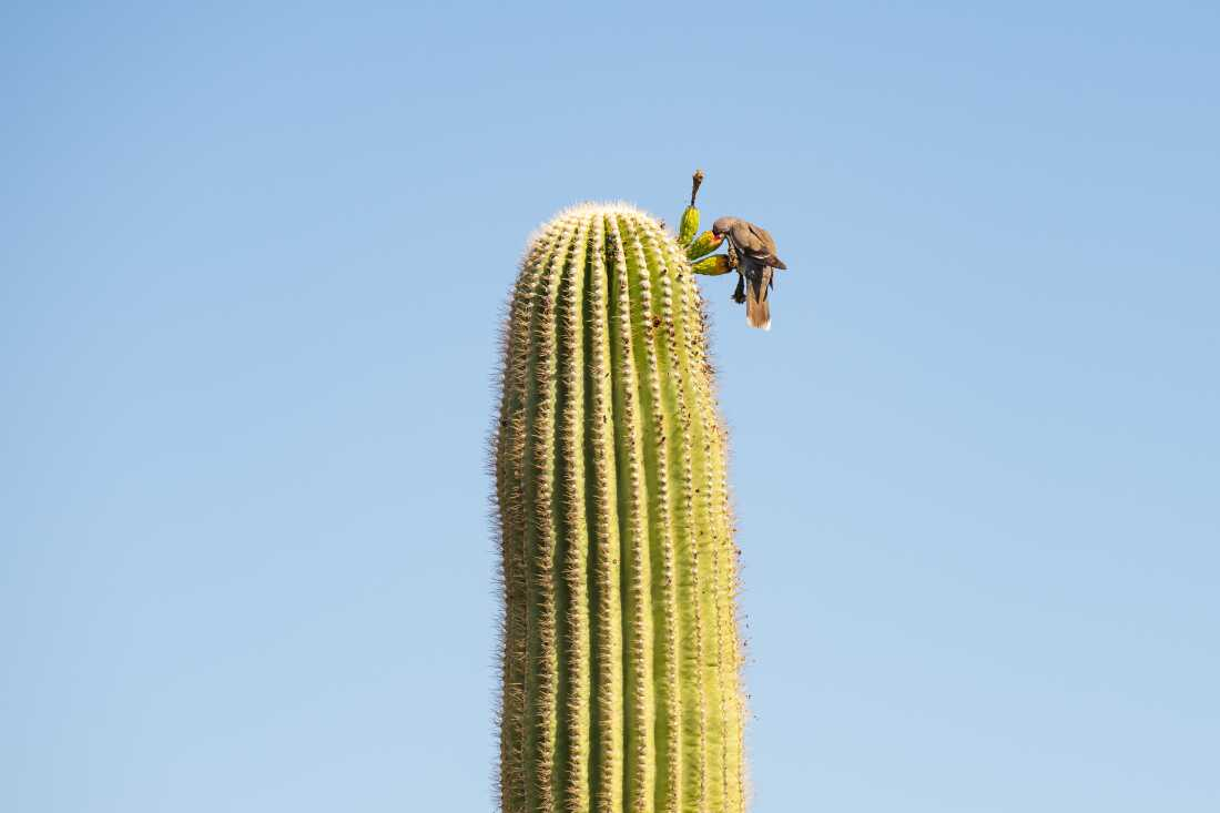 A white-winged dove eats saguaro fruit at the Desert Botanical Garden. Saguaros provide food and shelter to many of the Sonoran Desert fauna.