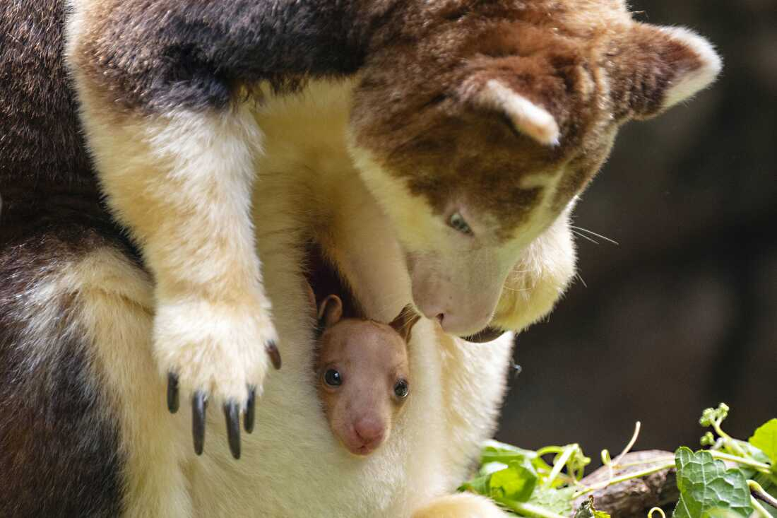 The joey, born at the end of December, is the second of its species born at the Bronx Zoo and to this female since 2021.