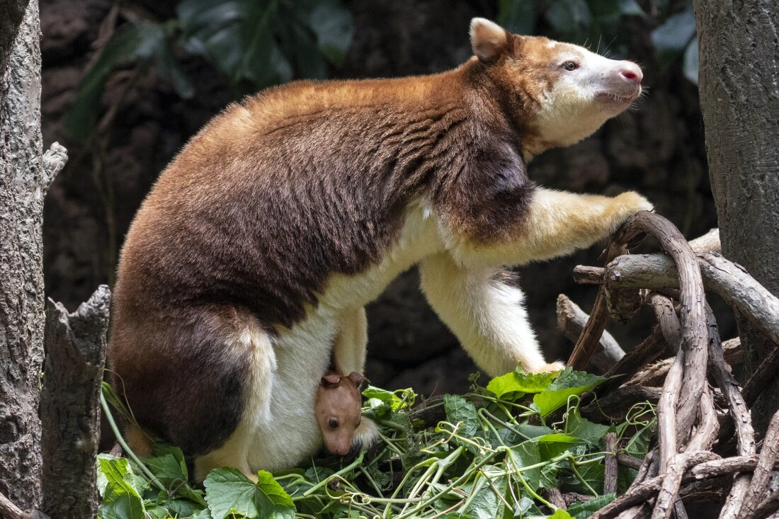 This photo, provided by the Wildlife Conservation Society, shows a Matschie's tree kangaroo joey that made its first appearance from its mother's pouch at New York's Bronx Zoo, last Thursday. The joey, born at the end of December, is the second of its species born at the Bronx Zoo and to this female since 2021.