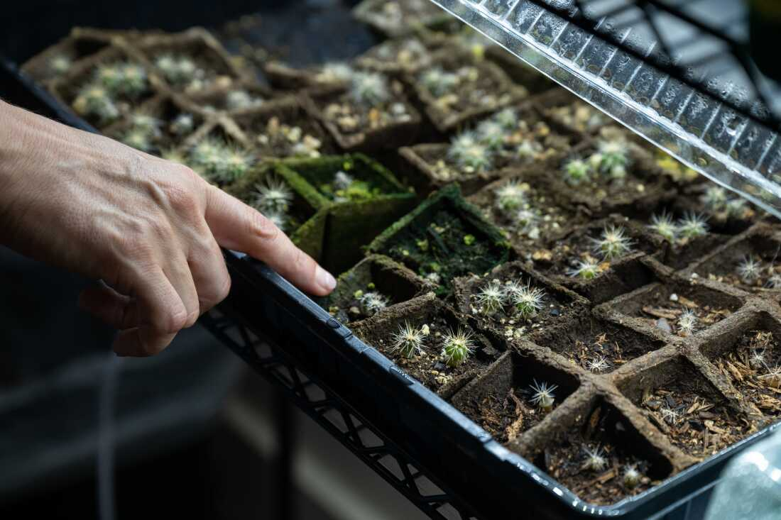 Tania Hernandez points to baby saguaro cactus growing in her office at the Desert Botanical Garden in Phoenix on June 28. 