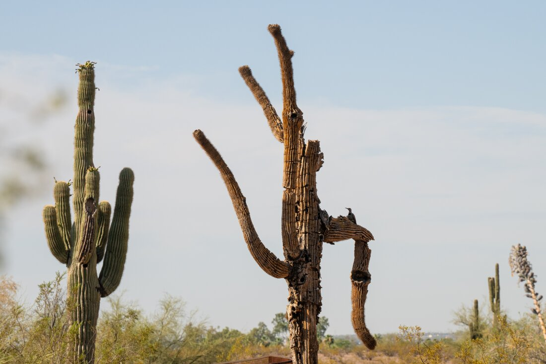 A woodpecker living in a Saguaro at the Desert Botanical Garden in Phoenix on June 28.