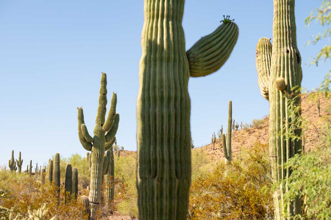 Mature saguaro cactuses stand at the Desert Botanical Garden.