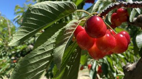 Rainier cherries cling to the branch in the Ray French Orchard in Richland, Washington, on Monday.