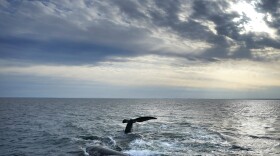 A pair of North Atlantic right whales interact at the surface of Cape Cod Bay, Monday, March 27, 2023, in Massachusetts.