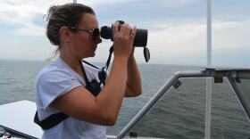 Sarah Leiter, who leads the visual survey program for the Maine Department of Marine Resources, scans the water for signs of North Atlantic right whales and other marine life during a recent research cruise in July.