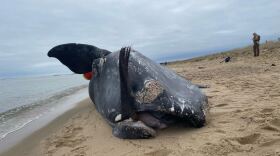 A young female right whale was found dead on an Edgartown beach in late January 2024.