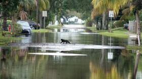 A black cat makes its way across a flooded street in the Melrose Park neighborhood of Fort Lauderdale on Monday.