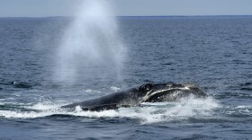 A North Atlantic right whale surfaces on Cape Cod Bay in Massachusetts, Monday, March 27, 2023. The protected species has been at the center of a longtime dispute between federal regulators and commercial fishing and shipping industries.