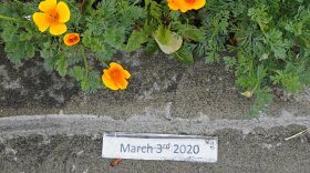 A sign that reads "March 3, 2020," is displayed Thursday, May 27, 2021, at the "Manny's Garden" memorial established at the intersection of 96th St. and Ainsworth Ave. in Tacoma, Wash., where Manuel "Manny" Ellis died on March 3, 2020, after he was restrained by police officers. The Washington state attorney general filed criminal charges against three police officers in the death of Ellis, a Black man who died after telling the Tacoma officers who were restraining him he couldn't breathe. The officers' long-awaited trial is scheduled to begin September 18, 2023.