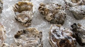 A cluster of oysters on ice. 