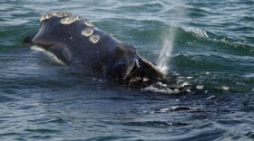 A North Atlantic right whale feeds on the surface of Cape Cod bay, March 28, 2018, off the coast of Plymouth, Mass.