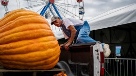 Norman Gansert of Johnston Rhode Island hops into the back of his truck to unload the 1,104 pound pumpkin he grew for the Great Pumpkin competition at the 163rd Woodstock Fair. Giant vegetables were received the day before the fair opened, and were moved with the assistance of forklifts.