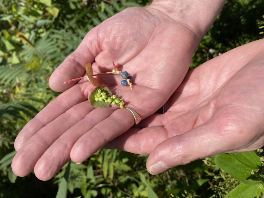 Doug Cygan, an invasive species coordinator for the New Hampshire Department of Agriculture, Markets and Food, holds out examples of the mile-a-minute vine's berries in Seabrook, New Hampshire. The plant's fruit becomes bright blue when it is mature and attracts birds, which help spread its seeds.