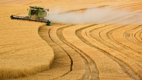 A wheat field is being plowed by a huge tractor. 