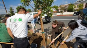 A group of people are planting a tree on a sunny day between a sidewalk and the street, which is lined with houses.