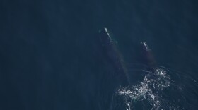 The New England Aquarium's aerial survey team spotted right whale "Pediddle" and her 10-month-old calf foraging in the Gulf of Maine.