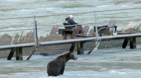 A man sits on the weir on a river as a bear walks past him. 