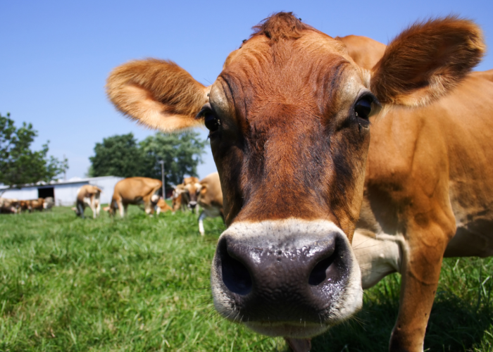 Organic Trade Association urges USDA to expand support for dairy Farmers