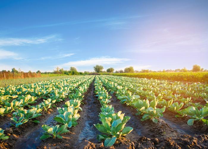 Field of crops