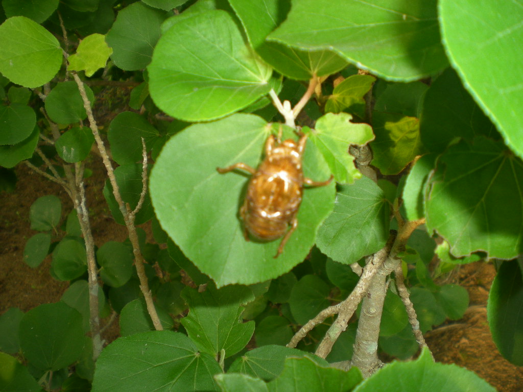 ２０１０年８月１６日（月）夏の終わり！_f0060461_1001115.jpg