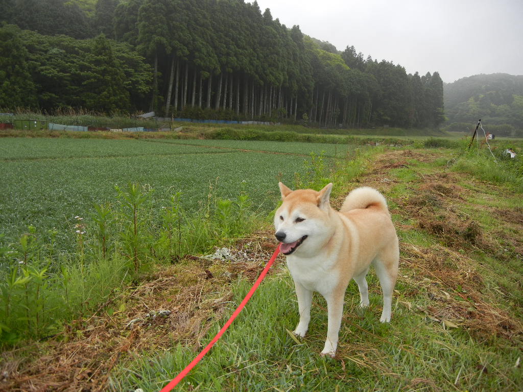 ２０１１年６月９日（金）ビワが色づきました！_f0060461_1941211.jpg