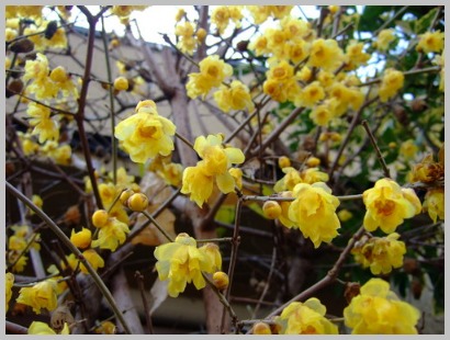 冬の花散歩と女正月_c0301808_2192065.jpg