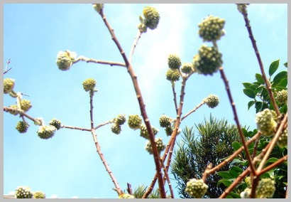 冬の花散歩と女正月_c0301808_224360.jpg