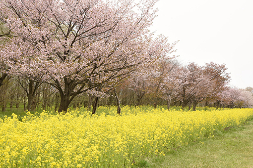 八郎潟線・2018桜_b0259218_03451990.jpg