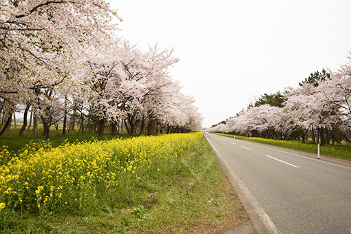 八郎潟線・2018桜_b0259218_03453117.jpg