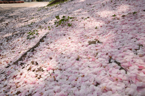 キミと過ごした町も桜咲く春だよ・2018_b0259218_03505632.jpg