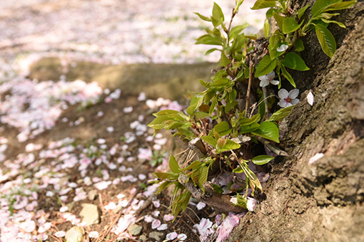 キミと過ごした町も桜咲く春だよ・2018_b0259218_03525071.jpg